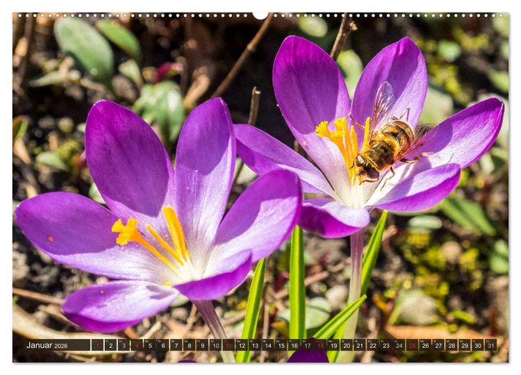 Produktbild: INSEKTEN - Makrofotografie in freier Natur (Wandkalender 2026 DIN A2 quer), CALVENDO Monatskalender