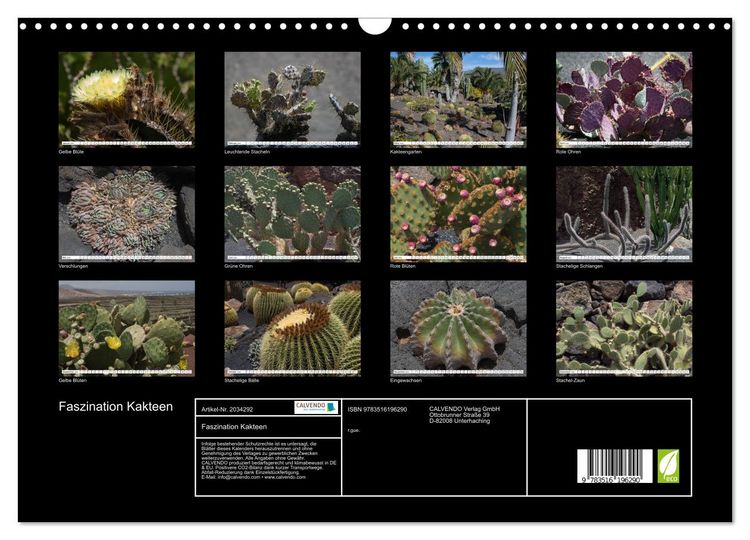 Produktbild: Faszination Kakteen (Wandkalender 2026 DIN A3 quer), CALVENDO Monatskalender