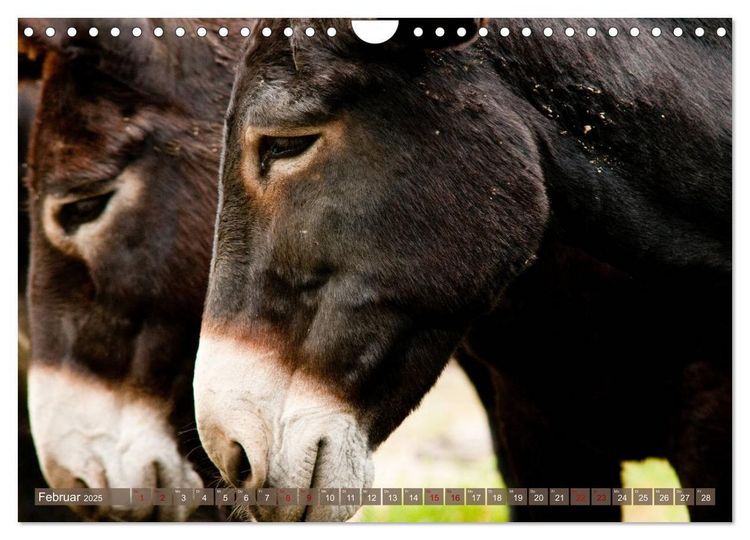 Produktbild: Bulgarische Gro&szlig;esel - Schwarze Sch&ouml;nheiten (Wandkalender 2025 DIN A4 quer), CALVENDO Monatskalender