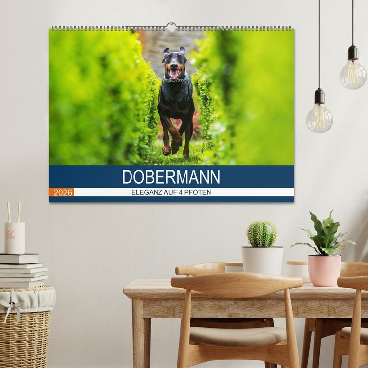 Produktbild: Dobermann 2026 (Wandkalender 2026 DIN A2 quer), CALVENDO Monatskalender