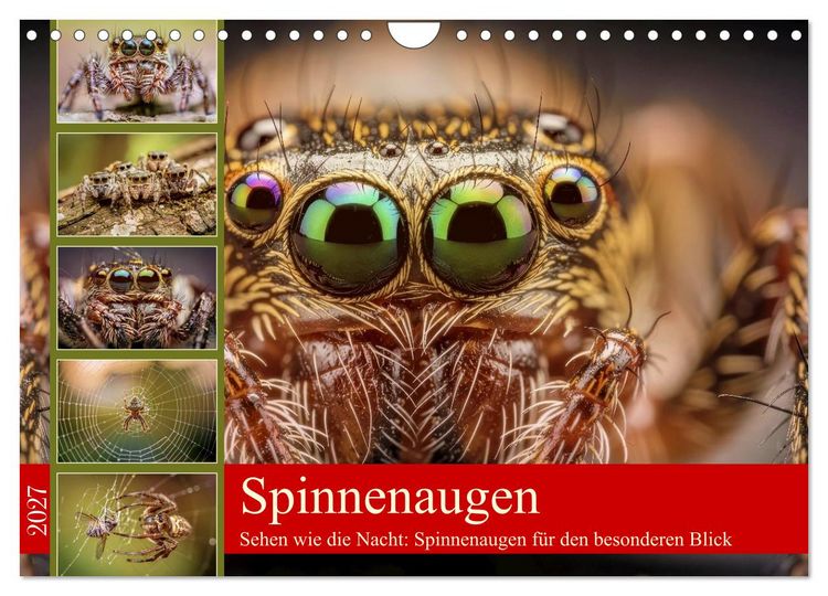 Produktbild: Spinnenaugen (Wandkalender 2027 DIN A4 quer), CALVENDO Monatskalender