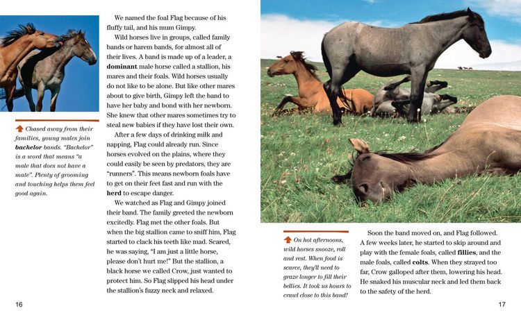 Produktbild: Face to Face with Wild Horses