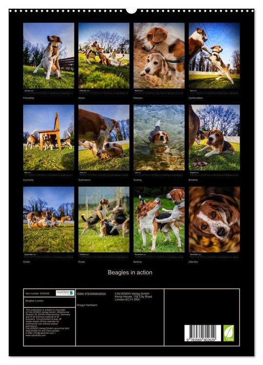 Produktbild: Beagles in action (High Quality Premium Wall Calendar 2027 DIN A2 portrait),CALVENDO 12 Month Wall Calendar