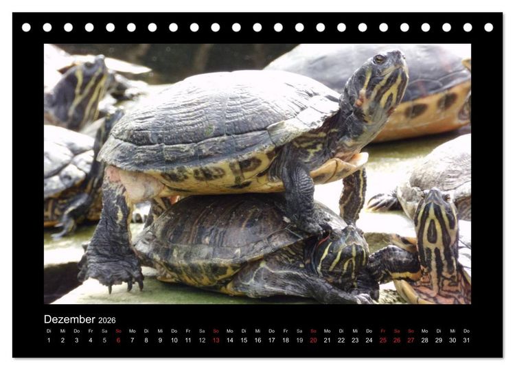 Produktbild: Faszinierende Reptilien (Tischkalender 2026 DIN A5 quer), CALVENDO Monatskalender