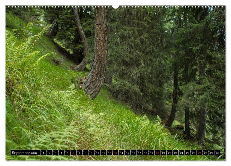 Produktbild: Zauberwelt Wald (Wandkalender 2026 DIN A2 quer), CALVENDO Monatskalender