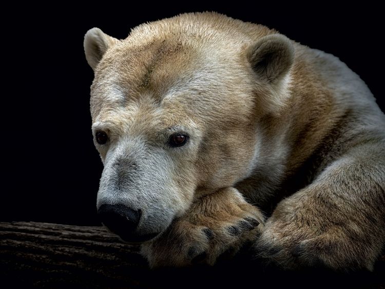Produktbild: CALVENDO Puzzle Eisb&auml;r 1000 Teile Puzzle quer | 1000 Teile Lege-Gr&ouml;&szlig;e 64 &times; 48 cm Foto-Puzzle f&uuml;r gl&uuml;ckliche Stunden