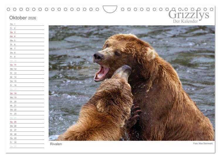 Produktbild: Grizzlys - Der Kalender (Wandkalender 2026 DIN A4 quer), CALVENDO Monatskalender