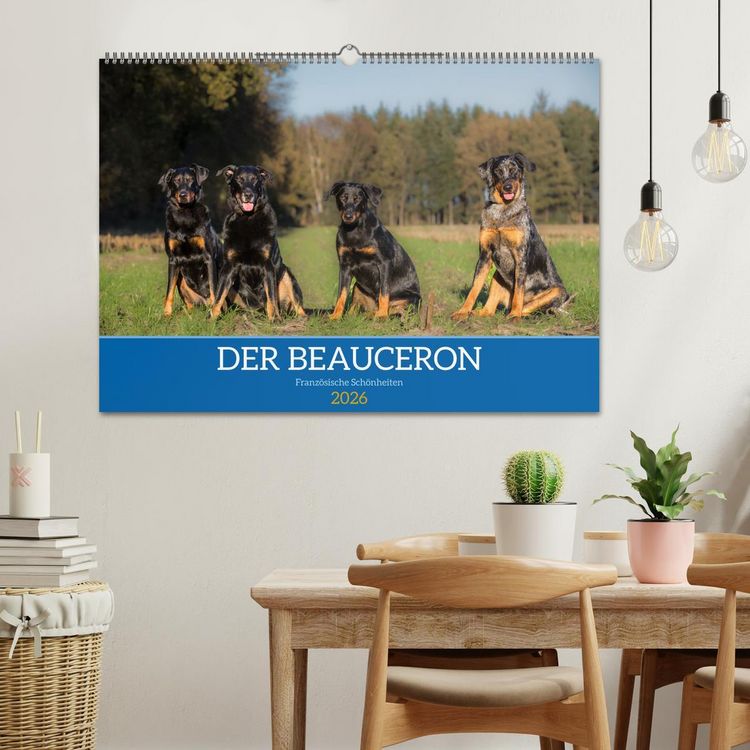 Produktbild: Der Beauceron (Wandkalender 2026 DIN A2 quer), CALVENDO Monatskalender