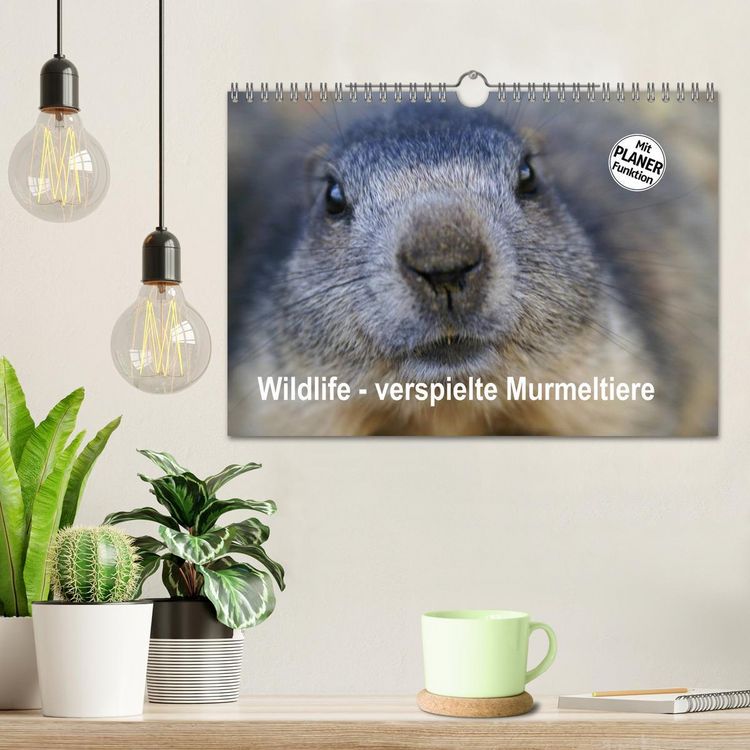 Produktbild: Wildlife - Verspielte Murmeltiere (Wandkalender 2026 DIN A4 quer), CALVENDO Monatskalender