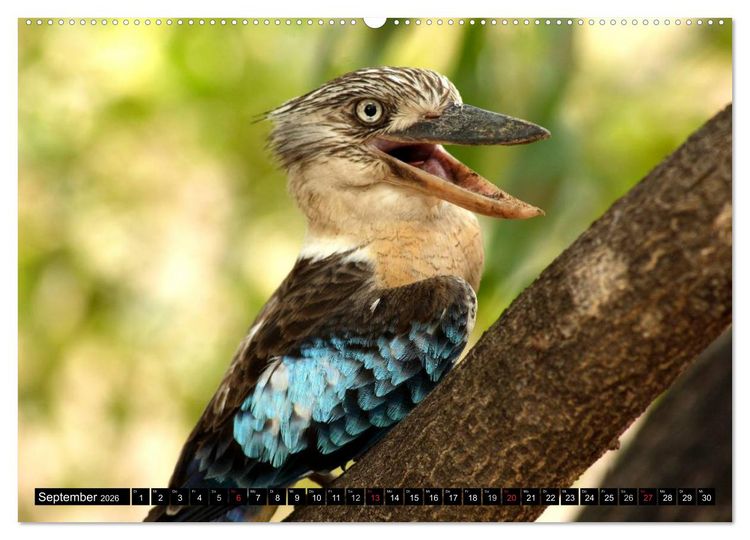 Produktbild: Die Tierwelt in Australien (Wandkalender 2026 DIN A2 quer), CALVENDO Monatskalender