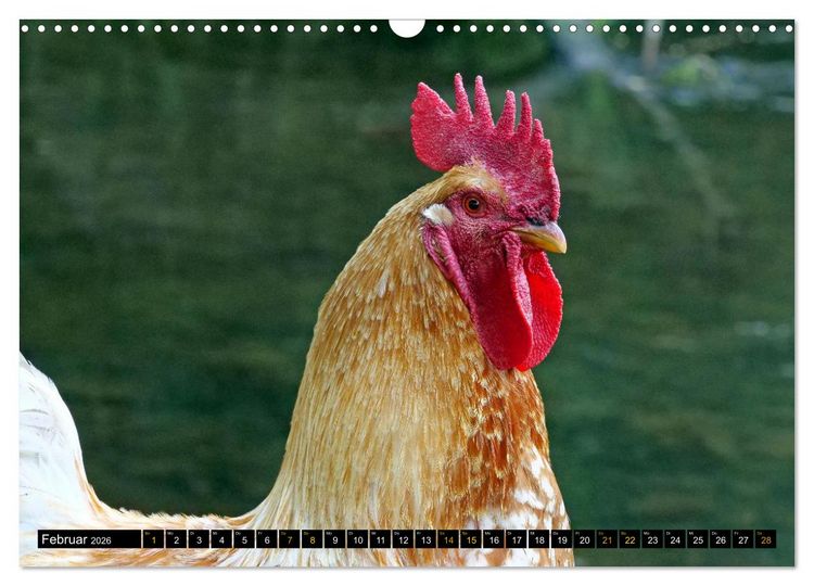 Produktbild: V&ouml;gel im Fokus - Ausdrucksstarke Vielfalt in der Vogelwelt (Wandkalender 2026 DIN A3 quer), CALVENDO Monatskalender