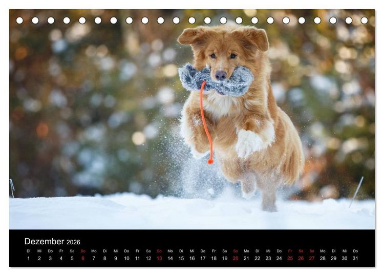 Produktbild: Toller - Nova Scotia Duck Tolling Retriever (Tischkalender 2026 DIN A5 quer), CALVENDO Monatskalender