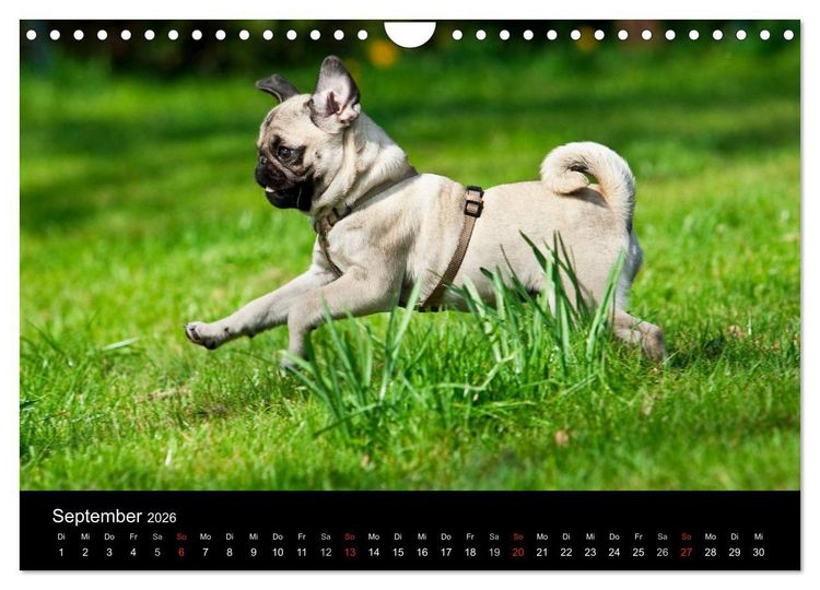 Produktbild: Mops 2026 (Wandkalender 2026 DIN A4 quer), CALVENDO Monatskalender