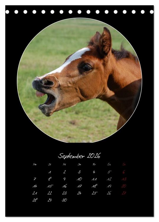 Produktbild: Crazy horses (Tischkalender 2026 DIN A5 hoch), CALVENDO Monatskalender
