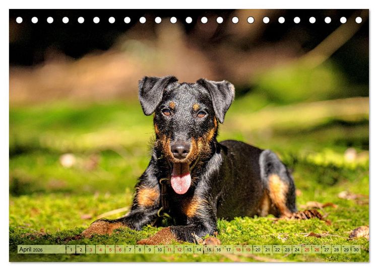 Produktbild: Deutscher Terrier - ein leidenschaftlicher J&auml;ger (Tischkalender 2026 DIN A5 quer), CALVENDO Monatskalender