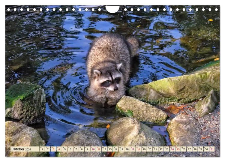 Produktbild: Waschb&auml;r - Niedlicher Allesfresser (Wandkalender 2026 DIN A4 quer), CALVENDO Monatskalender