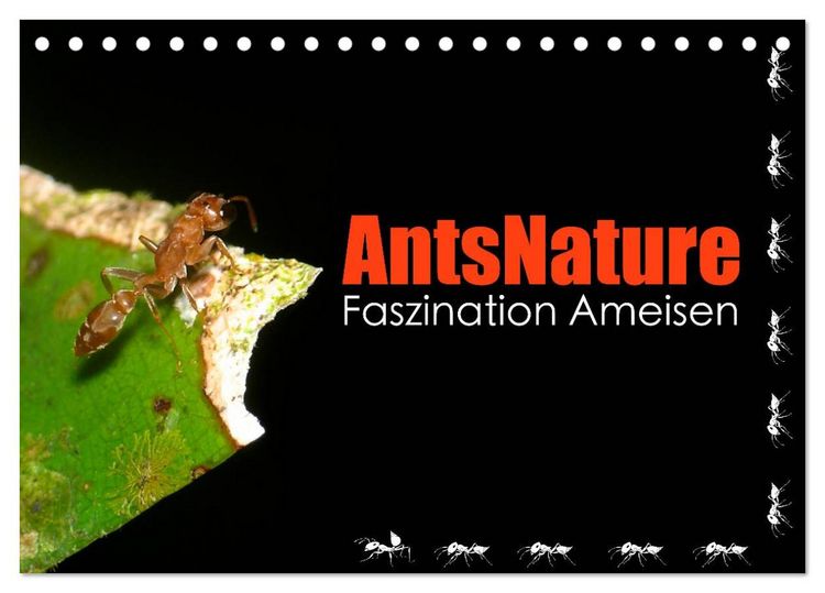 Produktbild: AntsNature - Faszination Ameisen (Tischkalender 2026 DIN A5 quer), CALVENDO Monatskalender