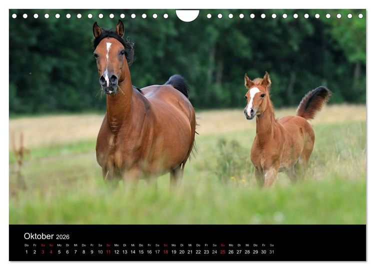 Produktbild: Pferdekalender (Wandkalender 2026 DIN A4 quer), CALVENDO Monatskalender