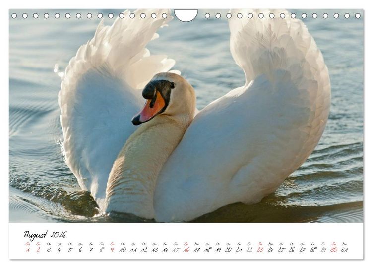 Produktbild: Ein Jahr mit den Schw&auml;nen (Wandkalender 2026 DIN A4 quer), CALVENDO Monatskalender
