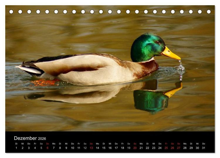 Produktbild: Das Leben der Enten (Tischkalender 2026 DIN A5 quer), CALVENDO Monatskalender