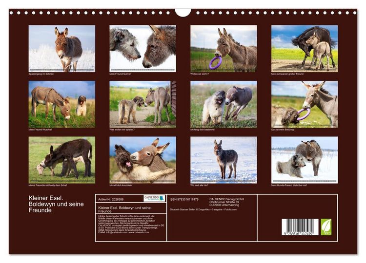 Produktbild: Kleiner Esel. Boldewyn und seine Freunde (Wandkalender 2026 DIN A3 quer), CALVENDO Monatskalender