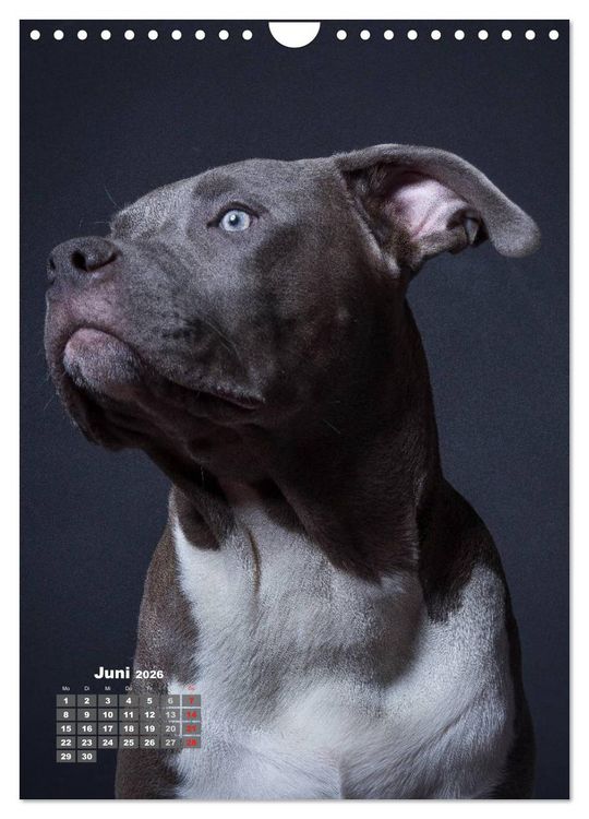 Produktbild: Treue Wegbegleiter, Hunde im Portrait. (Wandkalender 2026 DIN A4 hoch), CALVENDO Monatskalender