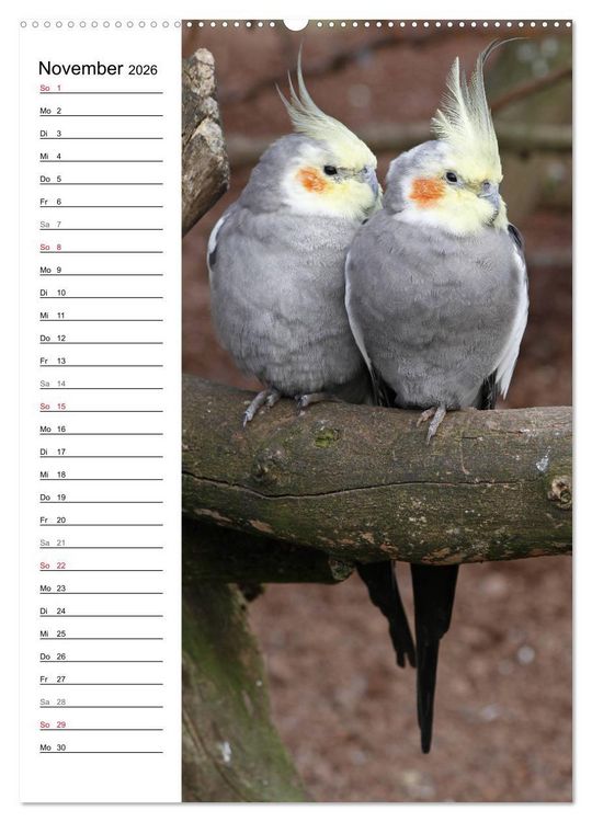 Produktbild: Der Nymphensittich-Terminplaner (hochwertiger Premium Wandkalender 2026 DIN A2 hoch), Kunstdruck in Hochglanz