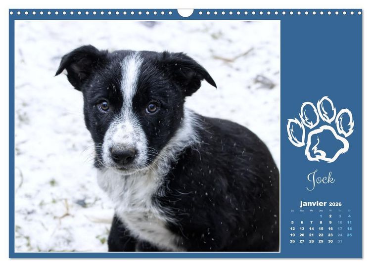 Produktbild: Border collie puppies (Calendrier mural 2026 DIN A3 vertical), CALVENDO calendrier mensuel