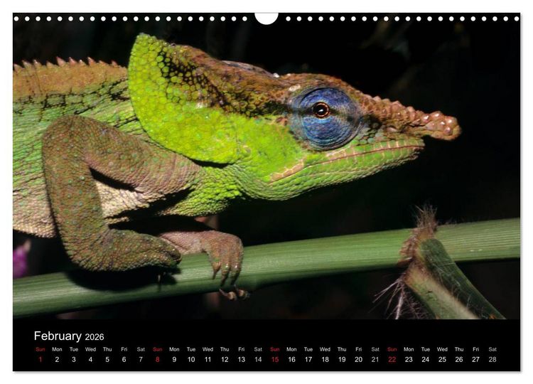 Produktbild: Chameleons Monsters of the African Bush (Wall Calendar 2026 DIN A3 landscape), CALVENDO 12 Month Wall Calendar