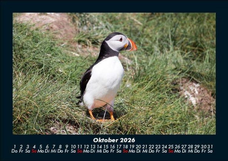 Produktbild: Welt der V&ouml;gel 2026 Fotokalender DIN A5
