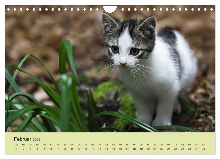 Produktbild: Junge Katzen im Wald (Wandkalender 2026 DIN A4 quer), CALVENDO Monatskalender