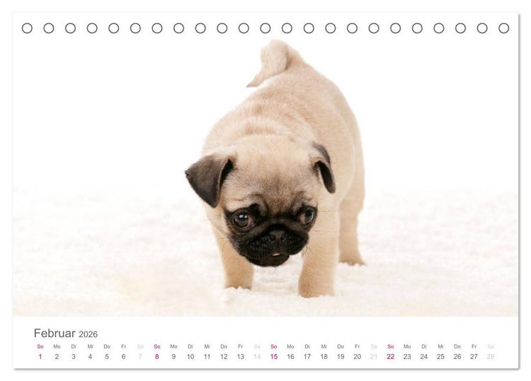 Produktbild: Mopswelpe Emma (Tischkalender 2026 DIN A5 quer), CALVENDO Monatskalender