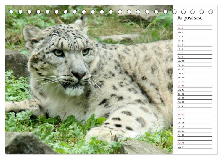 Produktbild: Der Schneeleopard (Tischkalender 2026 DIN A5 quer), CALVENDO Monatskalender