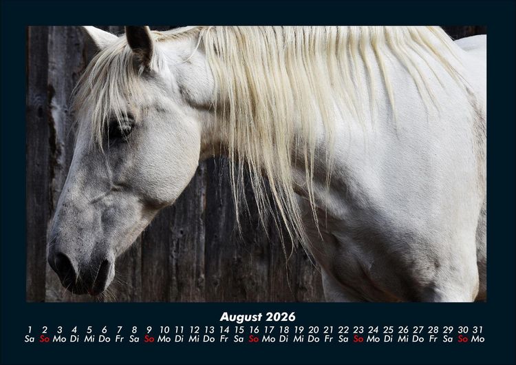 Produktbild: Pferdegefl&uuml;ster 2026 Fotokalender DIN A4