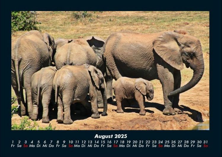 Produktbild: Elefanten 2025 Fotokalender DIN A4