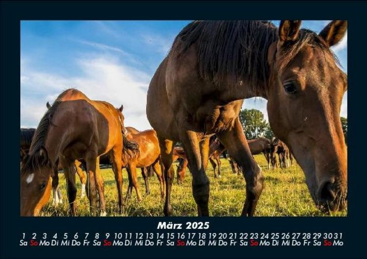 Produktbild: Pferdegefl&uuml;ster 2025 Fotokalender DIN A5