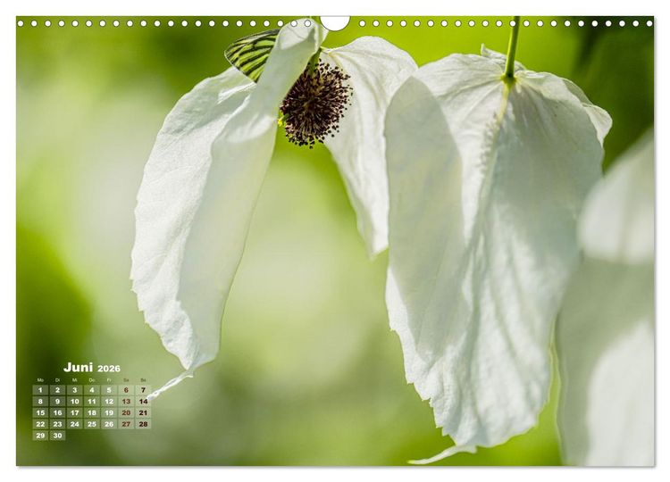 Produktbild: Fr&uuml;hlingstr&auml;ume in Wei&szlig; (Wandkalender 2026 DIN A3 quer), CALVENDO Monatskalender