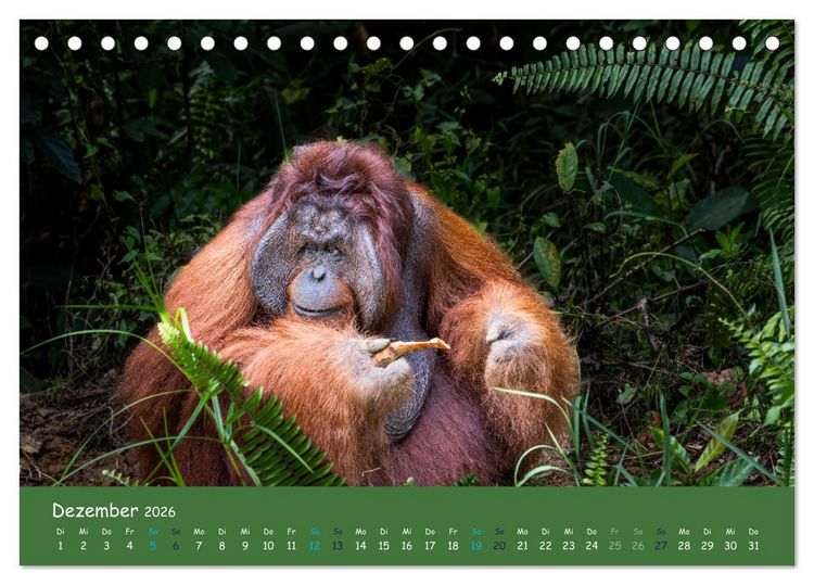 Produktbild: Orang Utans - Indonesien (Tischkalender 2026 DIN A5 quer), CALVENDO Monatskalender