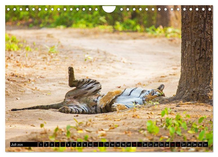 Produktbild: Indien - Im Reich des Tigers (Wandkalender 2026 DIN A4 quer), CALVENDO Monatskalender