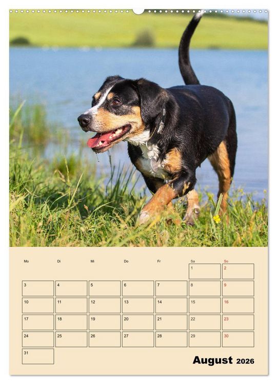 Produktbild: Jahresplaner Entlebucher Sennenhund (Wandkalender 2026 DIN A2 hoch), CALVENDO Monatskalender