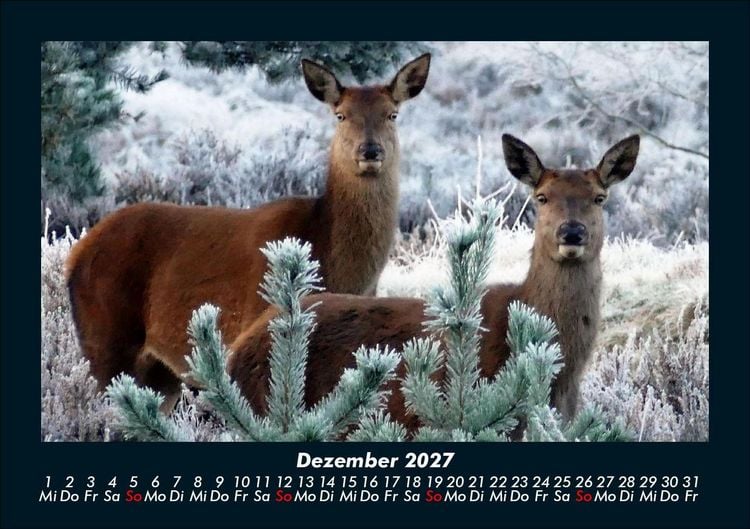Produktbild: Waldbewohner 2027 Fotokalender DIN A5