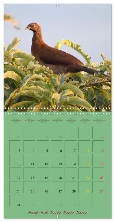 Produktbild: Douze oiseaux de la capitale du Costa Rica (Calendrier mural carr&eacute; 2026 30x30 cm) Calendrier double avec une page pour vos prises de notes