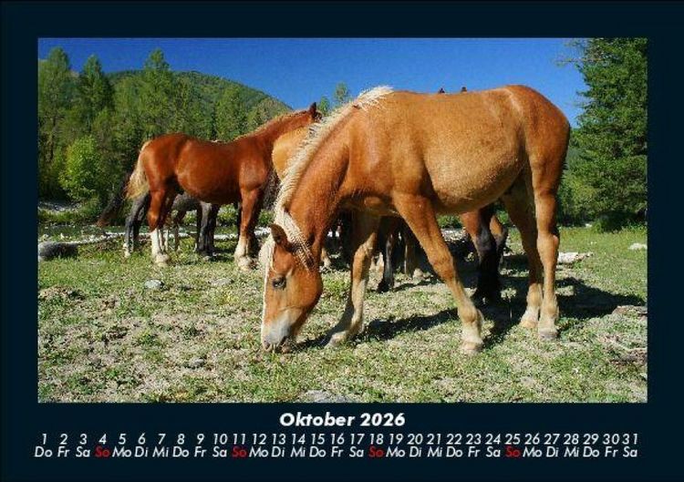 Produktbild: Pferdegefl&uuml;ster 2026 Fotokalender DIN A5