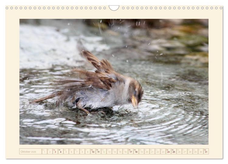 Produktbild: Freche Spatzen (Wandkalender 2026 DIN A3 quer), CALVENDO Monatskalender