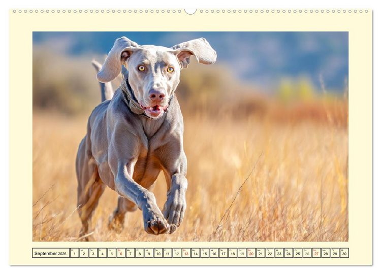 Produktbild: Edle Weimaraner. Loyale Silberseelen im Licht der Natur (Wandkalender 2026 DIN A2 quer), CALVENDO Monatskalender