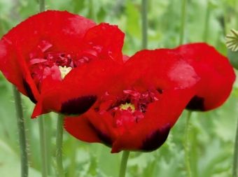 Produktbild: Klatschmohn (Puzzle)