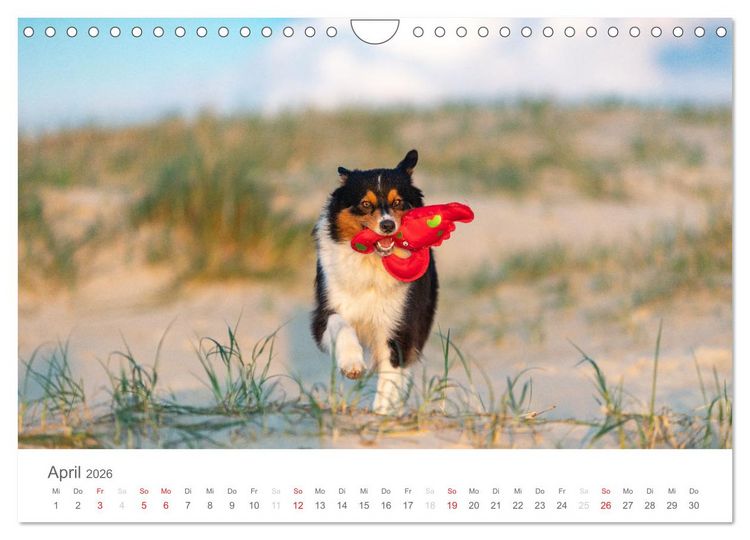 Produktbild: Australian Shepherd 2026 (Wandkalender 2026 DIN A4 quer), CALVENDO Monatskalender