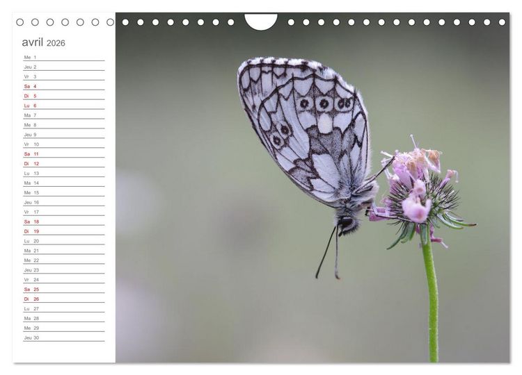 Produktbild: Dans le jardin des papillons (Calendrier mural 2026 DIN A4 vertical), CALVENDO calendrier mensuel