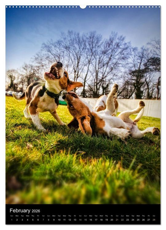 Produktbild: Beagles in action (High Quality Premium Wall Calendar 2026 DIN A2 portrait),CALVENDO 12 Month Wall Calendar