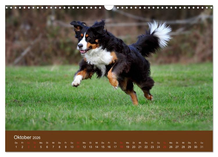 Produktbild: Berner Sennenhunde (Wandkalender 2026 DIN A3 quer), CALVENDO Monatskalender